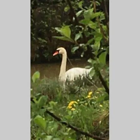 別荘 Huset Ved Evja Ulefoss